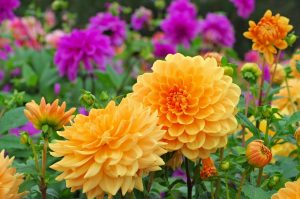 view of beautiful orange and purple dahlias