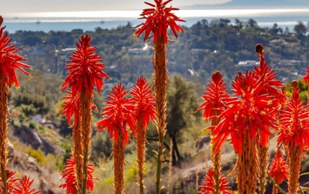 Flowers in Santa Barbara Botanic Garden with coastline in background