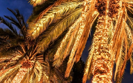 palm trees decorated with christmas lights