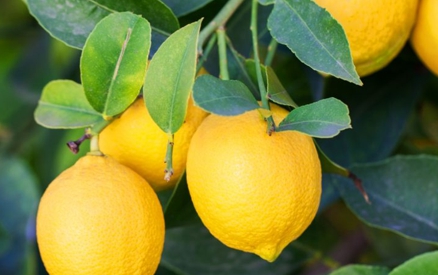 a close up of ripe lemons on a tree that are ready for harvest for the California Lemon Festival.